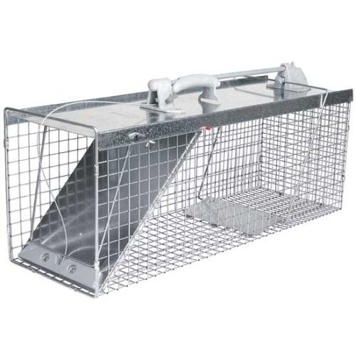 raccoon trap toronto